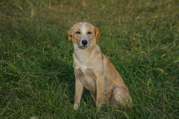 Nahaufnahmeaufnahme eines goldenen Labradors, der auf dem Gras sitzt