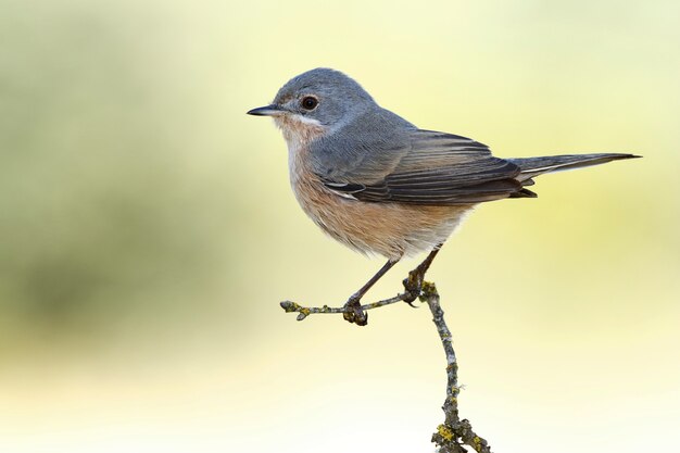 Nahaufnahmeaufnahme eines grauen Katzenvogels, der auf einem Ast thront