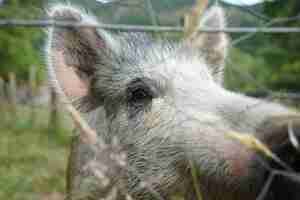 Kostenloses Foto nahaufnahmeaufnahme eines grauen schweins in einer farm mit drahtzäunen an einem kühlen tag