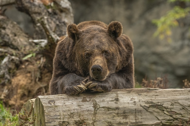 Nahaufnahmeaufnahme eines Grizzlybären, der auf einem Baum liegt