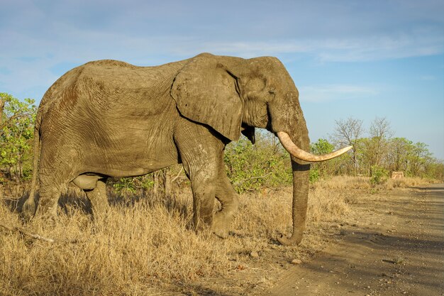 Nahaufnahmeaufnahme eines großen Elefanten in der Safari unter einem blauen Himmel