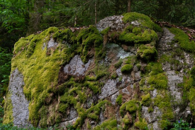 Nahaufnahmeaufnahme eines großen Steins bedeckt mit einem grünen Moos im Wald