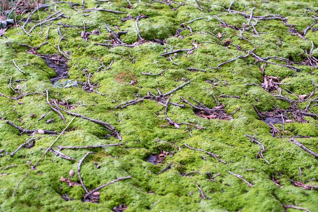 Kostenloses Foto nahaufnahmeaufnahme eines grünen landes, das mit moos in einem wald bedeckt wird