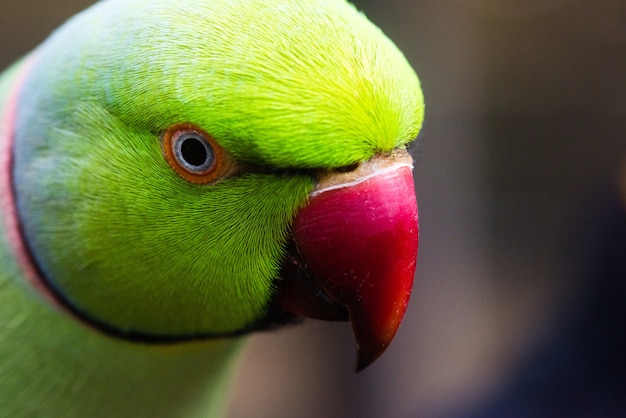 Kostenloses Foto nahaufnahmeaufnahme eines grünen lovebird mit unscharfem hintergrund