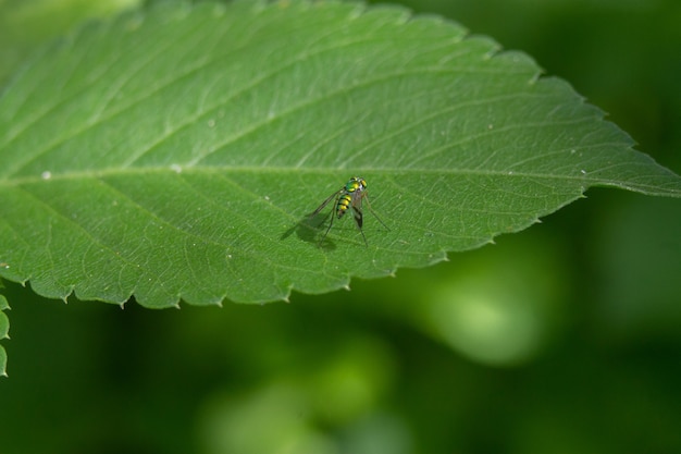 Nahaufnahmeaufnahme eines grünen Schwebfliegens auf dem Blatt
