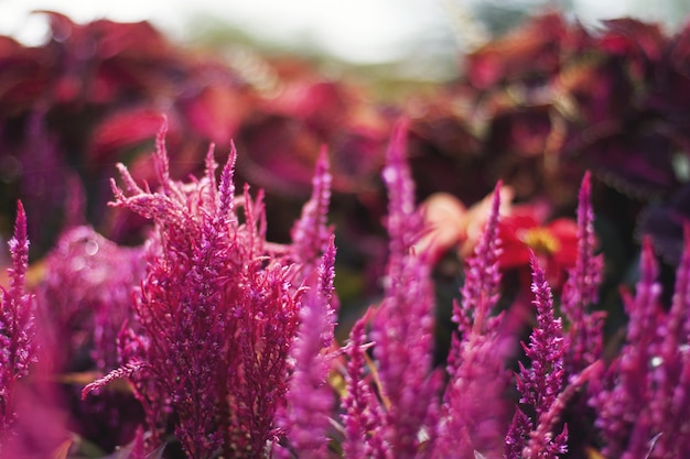 Nahaufnahmeaufnahme eines Haufens der rosa Blumen