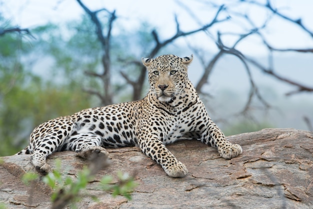 Nahaufnahmeaufnahme eines heftig aussehenden afrikanischen Leoparden, der auf dem Felsen ruht
