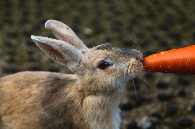 Nahaufnahmeaufnahme eines Kaninchens, das eine Karotte mit unscharfem Hintergrund isst
