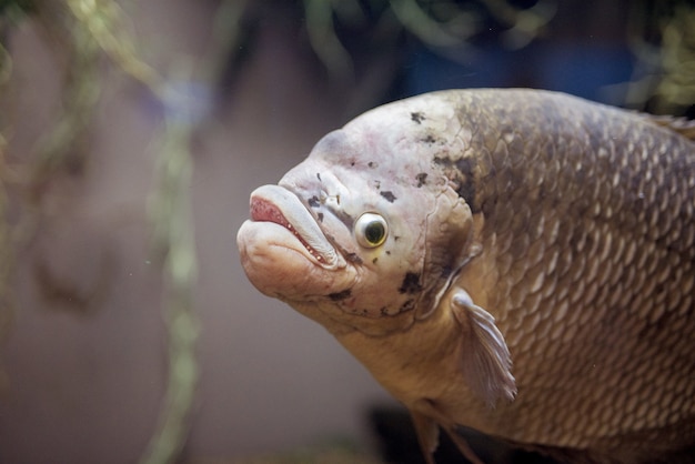 Nahaufnahmeaufnahme eines Karpfenfisches unter Wasser