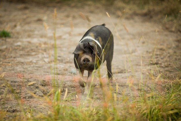 Nahaufnahmeaufnahme eines kleinen Hampshire-Schweins, das in einem Feld bei Tageslicht geht