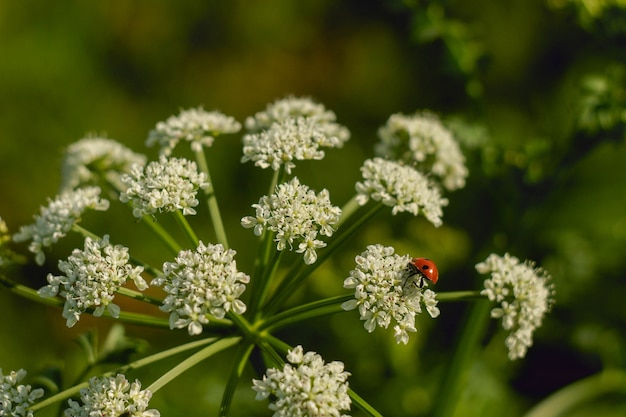 Nahaufnahmeaufnahme eines Marienkäfers, der auf kleinen weißen Blumen in einem Garten sitzt