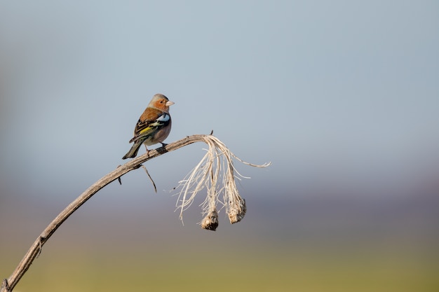 Nahaufnahmeaufnahme eines Meisenvogels, der auf einer trockenen Pflanze thront