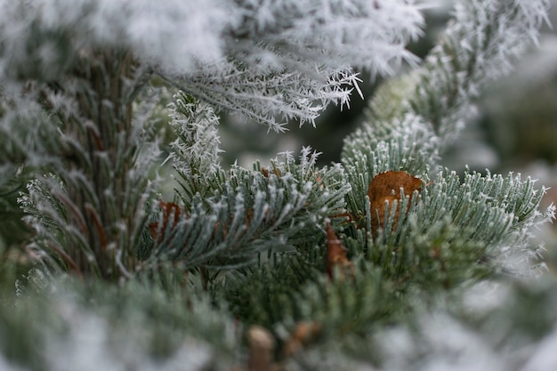 Nahaufnahmeaufnahme eines mit Schnee bedeckten Tannenzweigs