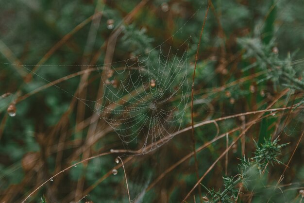 Nahaufnahmeaufnahme eines mit Tautropfen bedeckten Spinnennetzes