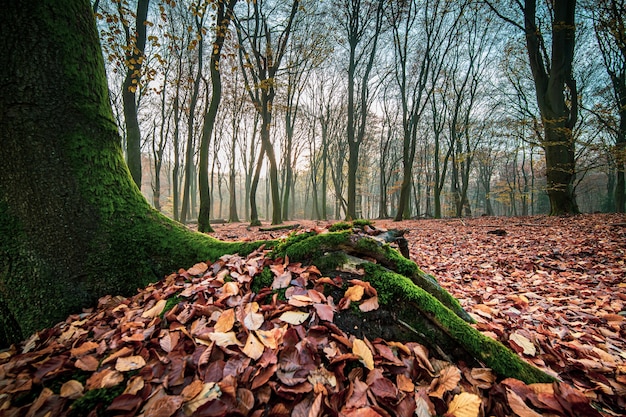 Nahaufnahmeaufnahme eines moosigen Baumstammes mit Herbstwäldern und Blättern