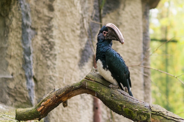Nahaufnahmeaufnahme eines Nashornvogels, der auf einem Ast eines Baumes sitzt