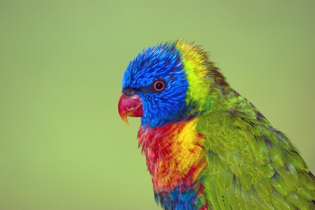 Nahaufnahmeaufnahme eines niedlichen bunten Papageis auf einem grünen Hintergrund
