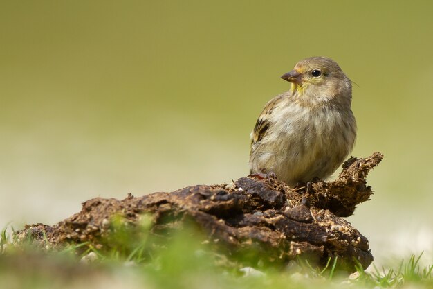 Nahaufnahmeaufnahme eines niedlichen Carduelis-Vogels, der auf einem Stamm mit einem grünen Hintergrund ruht