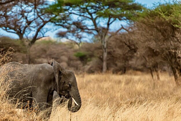 Nahaufnahmeaufnahme eines niedlichen Elefanten, der auf dem trockenen Gras in der Wildnis geht