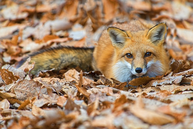 Nahaufnahmeaufnahme eines niedlichen Fuchses, der auf dem Boden mit gefallenen Herbstblättern liegt
