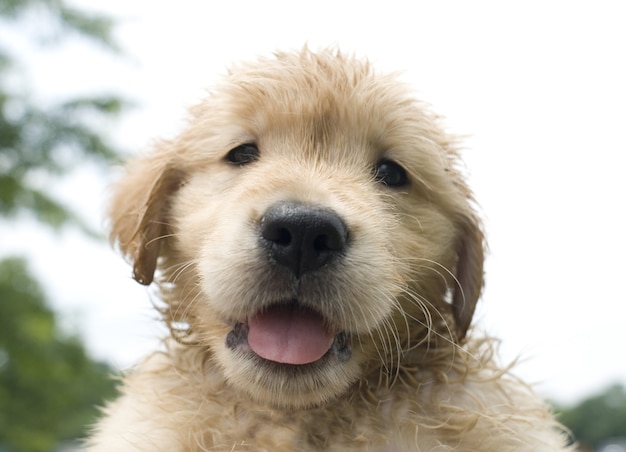 Nahaufnahmeaufnahme eines niedlichen Golden Retriever-Welpen, der neugierig schaut