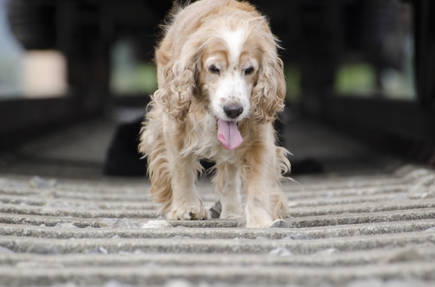 Nahaufnahmeaufnahme eines niedlichen goldenen Hundes, der auf den Bahngleisen nahe einer Lokomotive geht