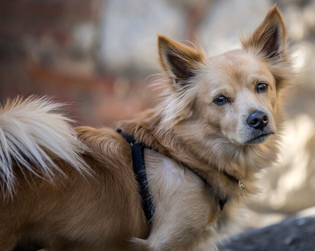 Nahaufnahmeaufnahme eines niedlichen Hundes, der die Kamera mit einem unscharfen Hintergrund betrachtet