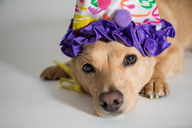 Nahaufnahmeaufnahme eines niedlichen Hundes mit einem Geburtstagshut, der die Kamera betrachtet