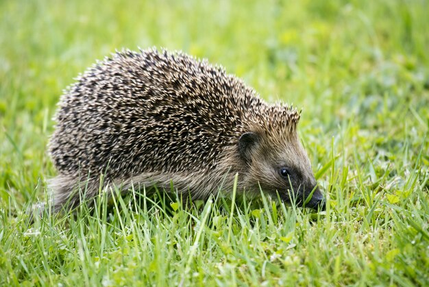 Nahaufnahmeaufnahme eines niedlichen Igels, der auf dem grünen Gras geht