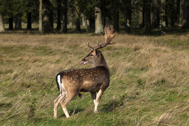 Nahaufnahmeaufnahme eines niedlichen kleinen Hirsches mit schönen Hörnern, die im Tal stehen