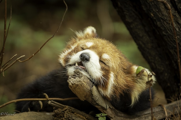 Nahaufnahmeaufnahme eines niedlichen kleinen roten Pandas