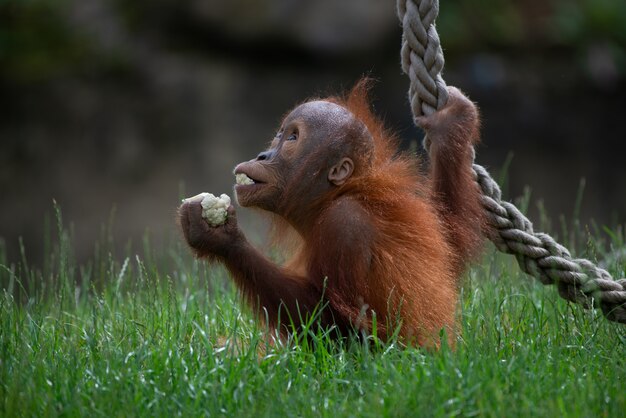 Nahaufnahmeaufnahme eines niedlichen Orang-Utans, der Essen hält und mit einem Seil im Wald spielt