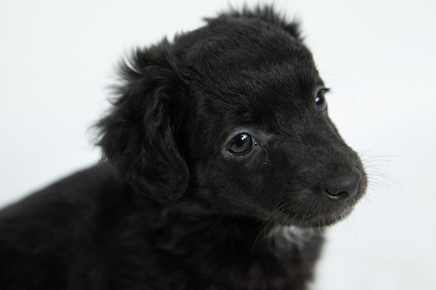 Nahaufnahmeaufnahme eines niedlichen schwarzen Flat-Coated Retriever-Hundes mit einem bescheidenen Gesichtsausdruck