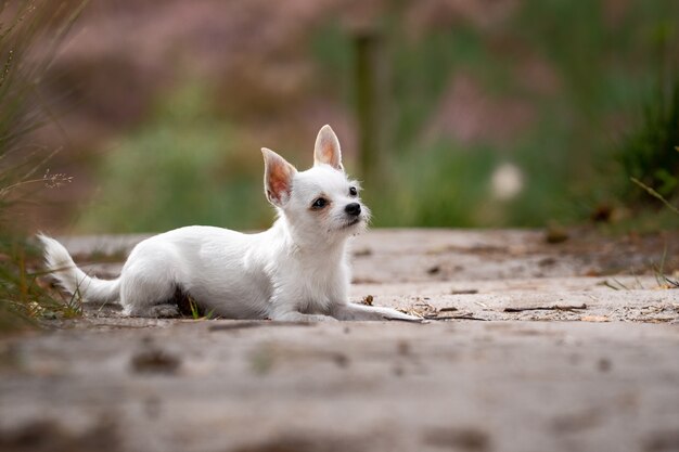 Nahaufnahmeaufnahme eines niedlichen weißen Chihuahua, der auf dem Boden sitzt