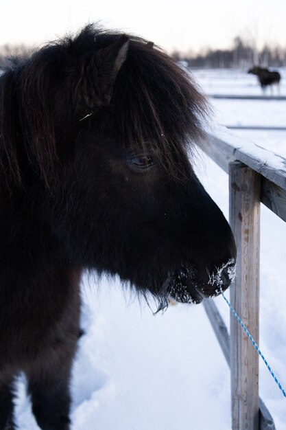 Nahaufnahmeaufnahme eines Nutztiers, das einen Spaziergang auf der verschneiten Landschaft in Nordschweden nimmt