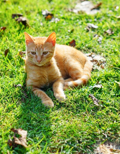 Nahaufnahmeaufnahme eines orange Kätzchens auf dem Gras, das an einem sonnigen Tag auf seiner Seite liegt