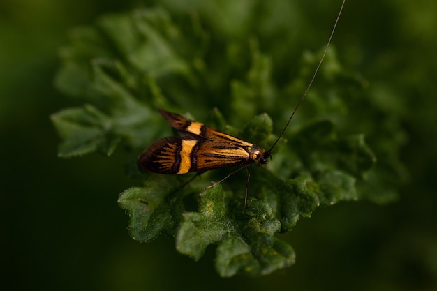 Nahaufnahmeaufnahme eines orange und schwarzen Insekts, das auf einem grünen Blatt sitzt