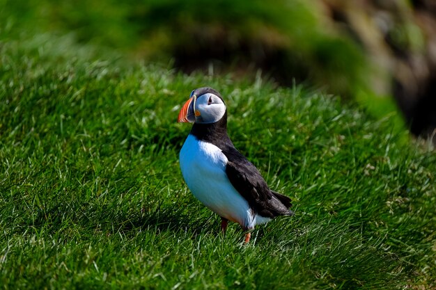 Nahaufnahmeaufnahme eines Papageientauchervogels, der in einem Grasfeld steht