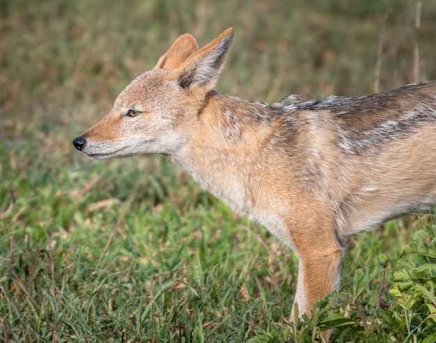 Kostenloses Foto nahaufnahmeaufnahme eines roten fuchses in einem feld, das im grün unter dem sonnenlicht mit einem verschwommenen hintergrund bedeckt ist