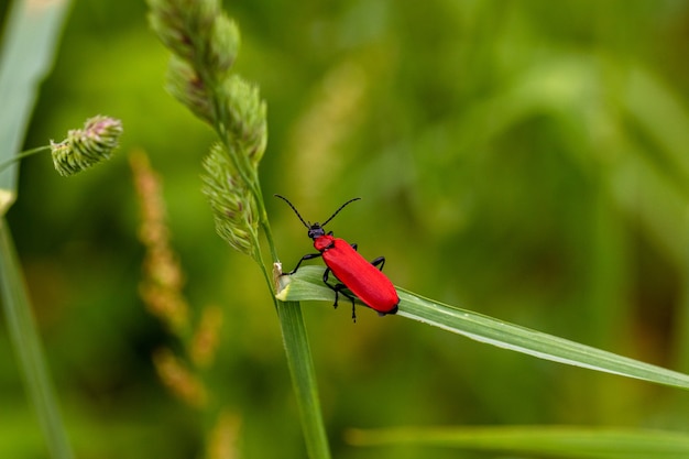 Nahaufnahmeaufnahme eines roten Insekts, das oben auf grünem Gras steht