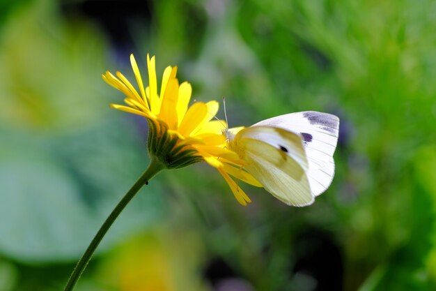 Nahaufnahmeaufnahme eines Schmetterlings, der auf einer Blume sitzt