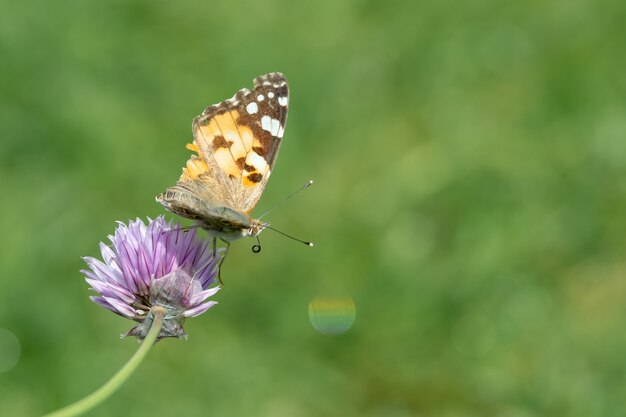 Nahaufnahmeaufnahme eines Schmetterlings, der auf einer lila Blume sitzt