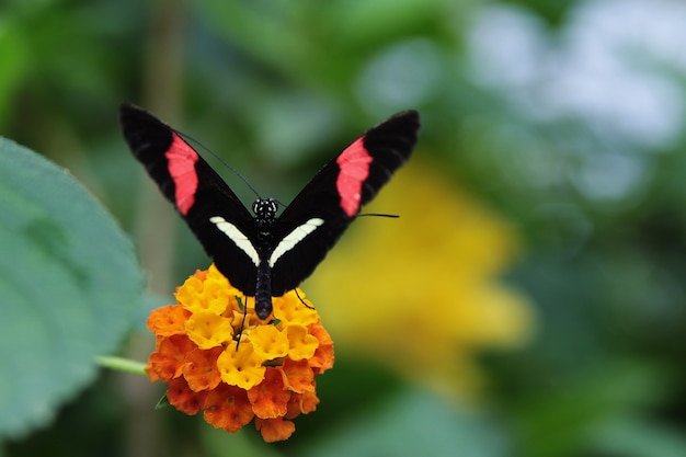 Nahaufnahmeaufnahme eines Schmetterlings mit schwarzen Flügeln, roten und weißen Streifen, die auf einer gelben Blume ruhen