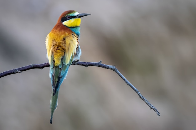 Nahaufnahmeaufnahme eines schönen bienenfresservogels, der auf einem ast auf einem unscharfen hintergrund thront Kostenlose Fotos