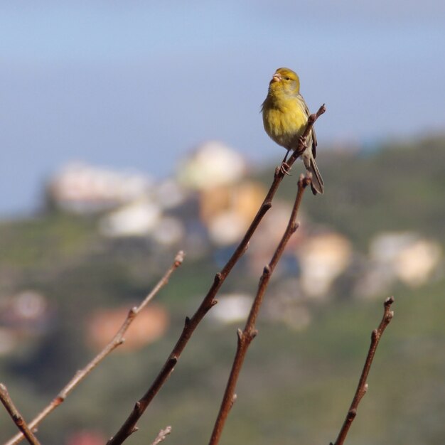 Nahaufnahmeaufnahme eines schönen gelben Kanarienvogels, der auf einem Zweig sitzt