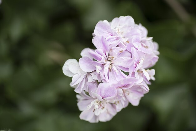 Nahaufnahmeaufnahme eines schönen Gilliflower auf einem unscharfen Hintergrund