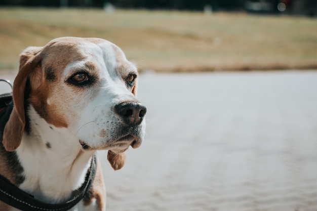 Nahaufnahmeaufnahme eines schönen Haushundes, der vor einem Park mit einer Leine um seinen Hals sitzt
