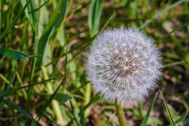 Nahaufnahmeaufnahme eines schönen Löwenzahns, der tagsüber mitten in einem Garten gefangen genommen wird