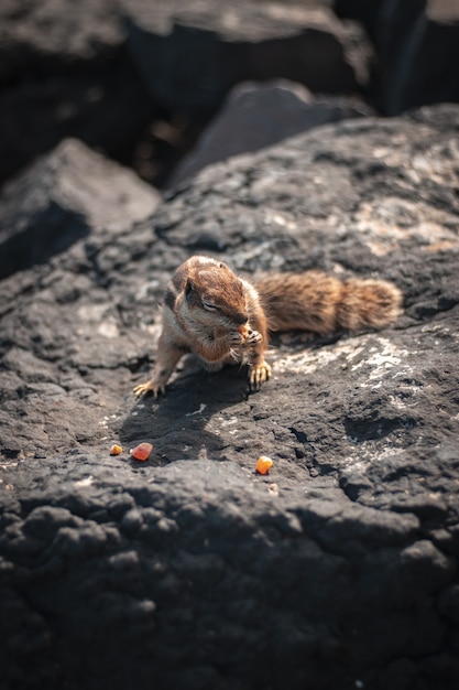 Nahaufnahmeaufnahme eines schönen niedlichen Eichhörnchens, das Mais auf einem Felsen isst