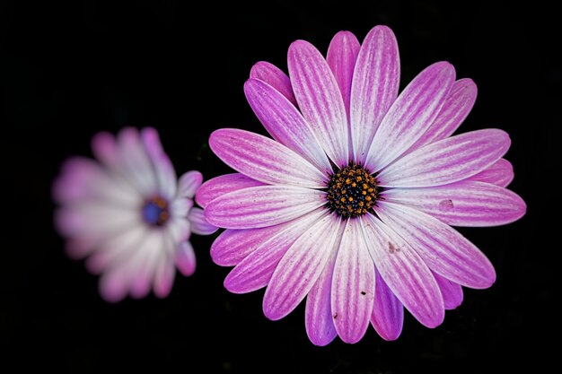 Nahaufnahmeaufnahme eines schönen rosa afrikanischen Gänseblümchens